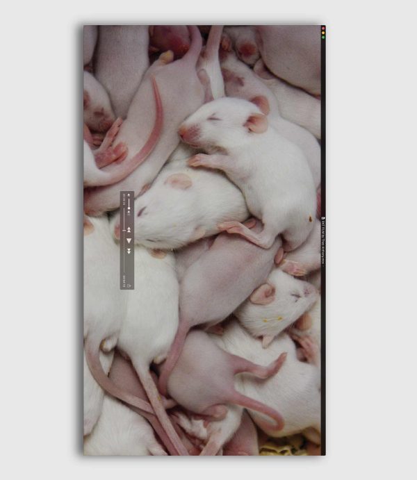 RAT FILM (LIMITED EDITION) BLU-RAY on Sale - Image 2